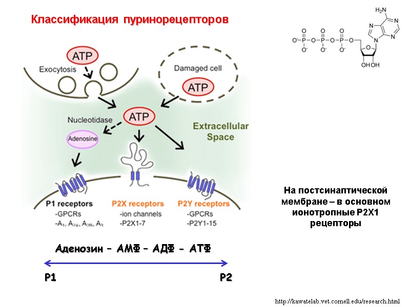 http://kawatelab.vet.cornell.edu/research.html Классификация пуринорецепторов На постсинаптической мембране – в основном ионотропные Р2Х1 рецепторы http://kawatelab.vet.cornell.edu/research.html Классификация пуринорецепторов На постсинаптической мембране – в основном ионотропные Р2Х1 рецепторы